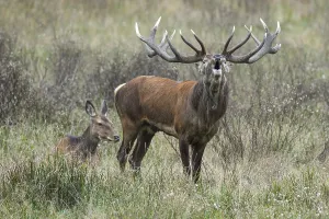 Tube transmitter red deer ( Cervus elaphus) in rut
