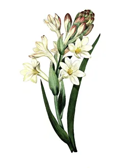 Tuberose, Agave amica (Agave polianthes)