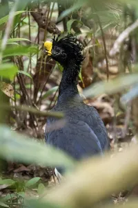 Tuberous-throated curassow (Crax rubra)