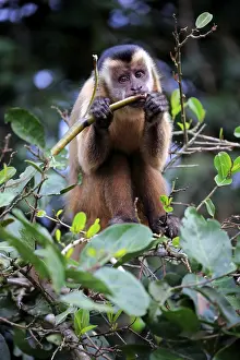 Tufted capuchin (Cebus apella)