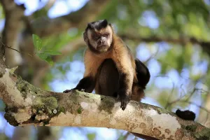 Tufted capuchin (Cebus apella)