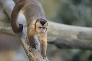 Tufted capuchin (Sapajus apella) climbing on a tree