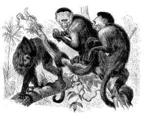 Tufted capuchins (Sapajus apella) or crested capuchin and white-shouldered capuchin monkey (Cebus capucinus)