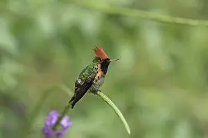 Tufted Coquette (Lophornis ornatus) adult male