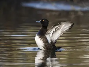Tufted Duck, (Aythya fuligula)