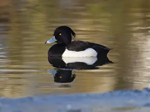 Tufted Duck, (Aythya fuligula)