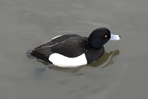 Tufted Duck (Aythya fuligula)