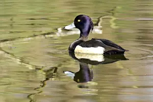 Tufted Duck (Aythya fuligula)