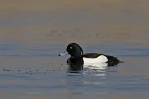Tufted Duck (Aythya fuligula)