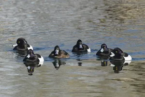 Tufted Duck (Aythya fuligula)