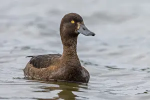 Tufted duck (Aythya fuligula), female