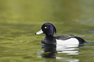 Tufted Duck (Aythya fuligula), swimming drake