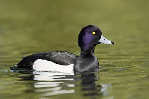 Tufted Duck (Aythya fuligula), swimming drake