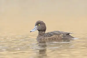 Tufted Duck (Aythya fuligula), swimming female
