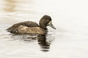 Tufted Duck - Aythya fuligula - swimming in a lake in the mountains of South Norway