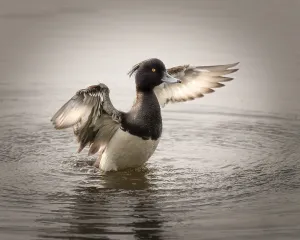Tufted duck (Aythya fuligula) on the water