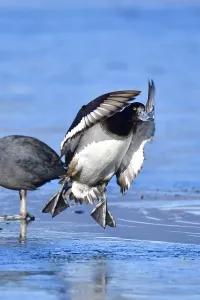 Tufted Duck skids over the ice
