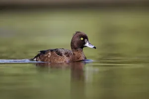 Tufted Duck, tufted ducks (Aythya fuligula)