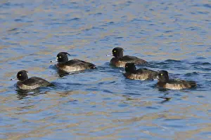 Tufted ducks, female (Aythya fuligula)