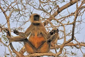 Tufted Gray Langur (Semnopithecus priam)