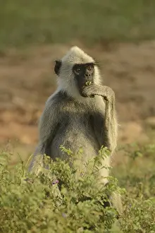 Tufted grey tufted gray langur (Semnopithecus priam thersites)