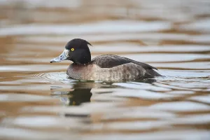 Tufted pochard (Aythya fuligula) duck swimming on lake