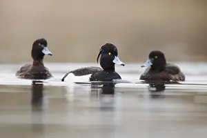 Tufted pochard (Aythya fuligula) male and female swimming in a lake