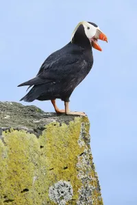 Tufted Puffin (Fratercula cirrhata)