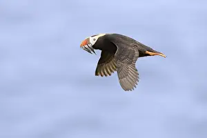 Tufted Puffin (Fratercula cirrhata) adult