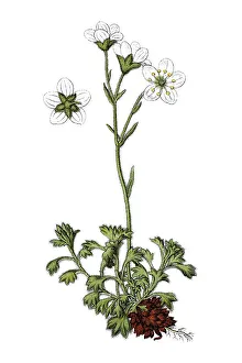 Tufted saxifrage (Saxifraga caespitosa decipiens)