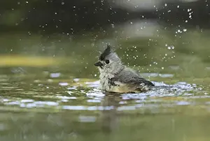 Tufted titmouse (Baeolophus bicolor)