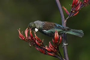Tui feeding on New Zealand flax (Phormium tnax) nectar