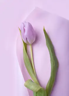 One tulip on pink paper, close-up, copy space