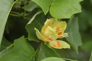 Tulip tree (Liriodendron tulipifera)