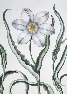 Tulip (Tulipa), detail, hand-coloured copper engraving by Basilius Besler