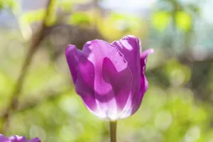 Tulip (Tulipa), Leoben, Styria, Austria