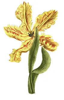 Tulipa monstrosa flore luteo, tulip