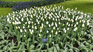 Category Historic EN Prints: Tulipa polychroma (Tulipa), tulip bed