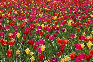 Tulipa Sunshine Mixture