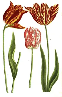 Tulips, a, Tulipa flore luteo, b