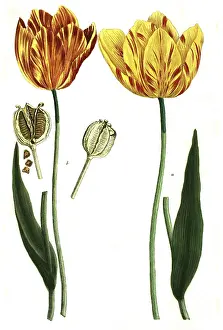 Tulips, a. tulipa lutea, b. tulipa lutea maculis rubentibus