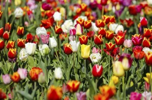 Tulips blooming in a tulip field