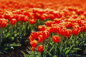 Tulips blooming in a tulip field