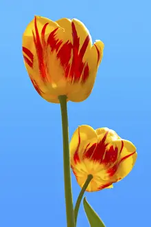 Two tulips in blue sky