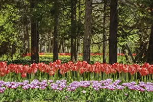 Tulips in the Botanical Garden. Varna, Bulgaria