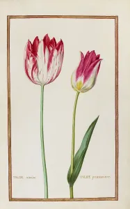 Tulips, Historical, digitally enhanced reproduction from Theatrum florae (1624) by Daniel Rabel (1578 - 1637)