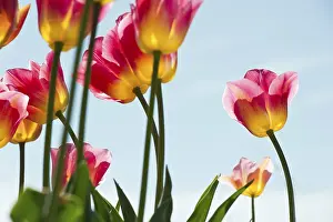 Tulips, Mainau, Konstanz, Baden-Wurttemberg