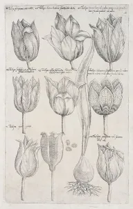 Tulips (Tulipa), copperplate engraving by Emanuel Sweerts