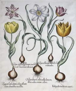 Tulips (Tulipa), hand-coloured copper engraving by Basilius Besler