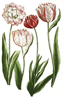 Tulips, tulipa, illustration, reproduction from a 19th century model